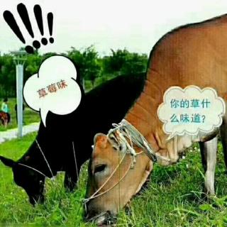 两头牛