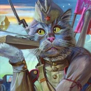 猫武士day88