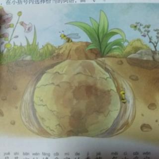 昆虫记～第九章开隧道的矿蜂(阎世明)