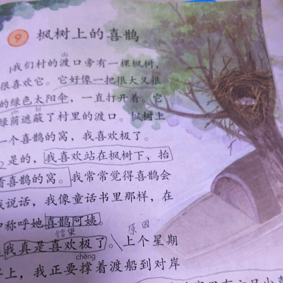 20190415/课文/枫树上的喜鹊