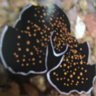扁虫