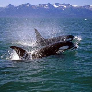 【动物世界的智慧】17一只逆戟鲸的复仇