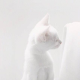 樱花草