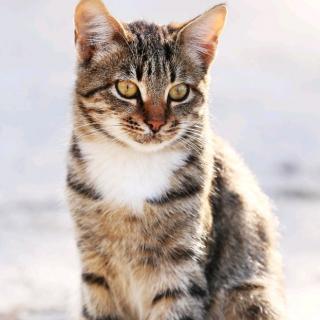孙宜轩 一只想飞的猫 0 0