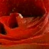 牵牛花