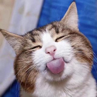 李佳瞳 刺猬