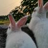 双语故事：四只可爱的小兔子