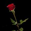 白月光和朱砂痣-《红玫瑰与白玫瑰》 - 泠泠泠ai泠儿