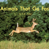 【69】 Animals That go Fast