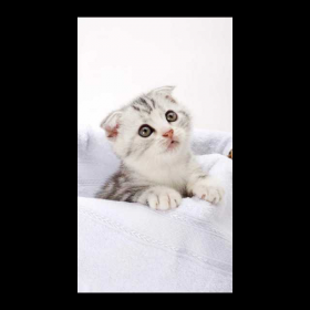 汪汪队中文版主题曲