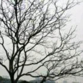 古诗风|音乐|汽车音乐电台|纯音乐|好听的古筝纯