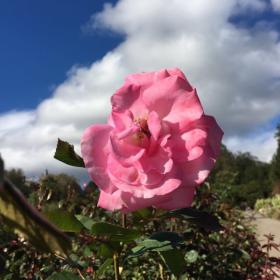 8\/9 阅读 狐假虎威 拼音 3