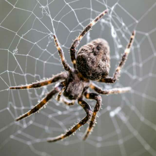 夏洛特的网蜘蛛图片