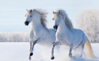【国风白噪音】身骑白马 共赴天涯