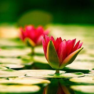 15】在线收听_明静堂小广播_荔枝