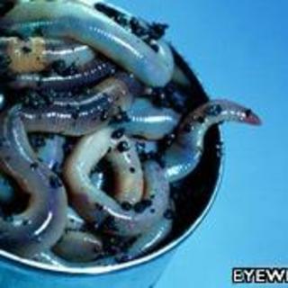 地道英语：Can of worms 一连串的复杂问题
