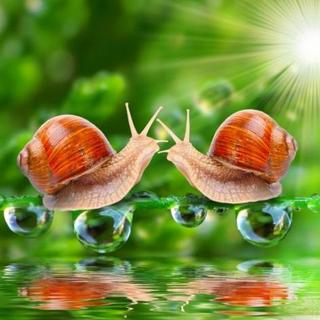 【小葱故事会】32.两只小蜗牛