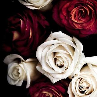 （读小说，听电影）红玫瑰与白玫瑰第三集