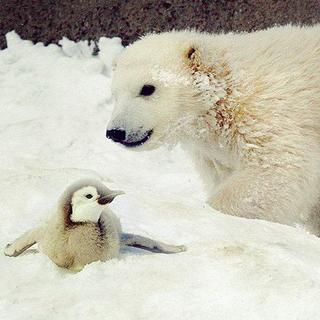 【故事】企鹅与北极熊
