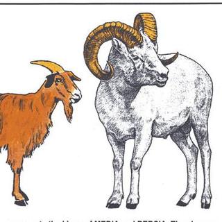 (有文字)The Goat and the Ram 下