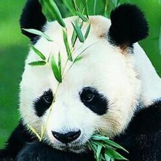 25  大熊猫