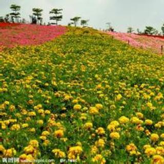 菊儿  作者：李汉荣  改编：左旗   主播：雨梦