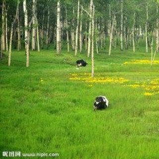 （栗乡诗韵）《融入林地 》樊明涛