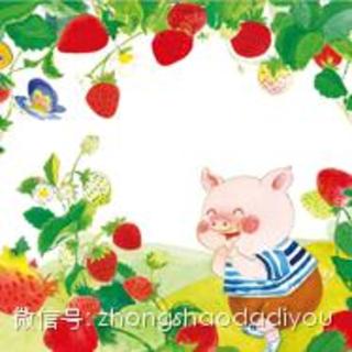 48  猪小胖吃草莓