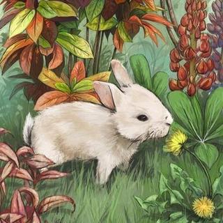 小白兔和灰兔子