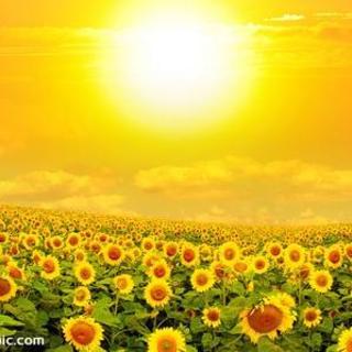 只要向日葵坚持仰望，就会找到属于自己的暖阳