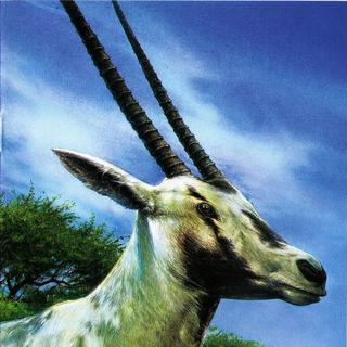 The White Oryx 1(P-easystarts)