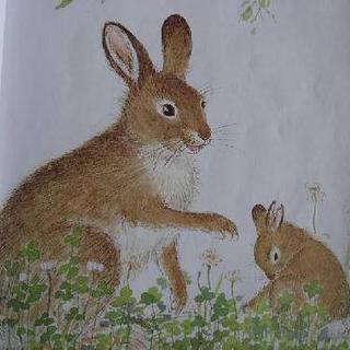 西顿动物记之田野主人豁豁耳5