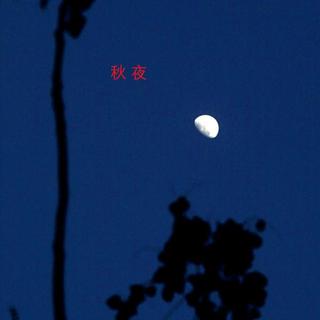 野草-02-秋夜