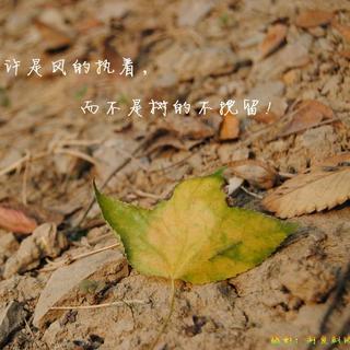 【心情】叶子的离去是因为风的追求还是树的不挽留