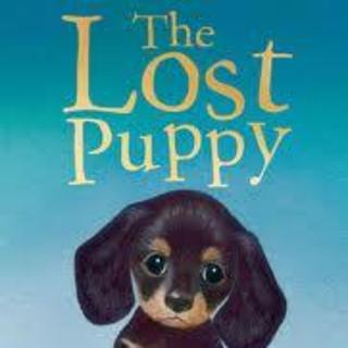 The Lost Puppy | 【晶晶读中英文故事】