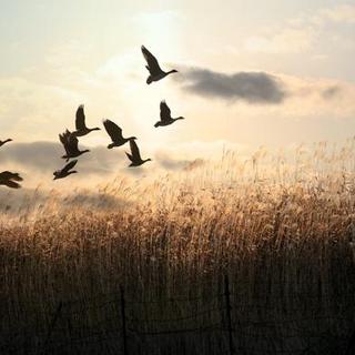 泰戈尔：飞鸟集 Stray Birds · 永清，冯静