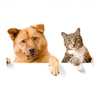 脱口秀:我家狗狗爱吃避孕套?