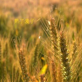 海子的诗-09-熟了麦子