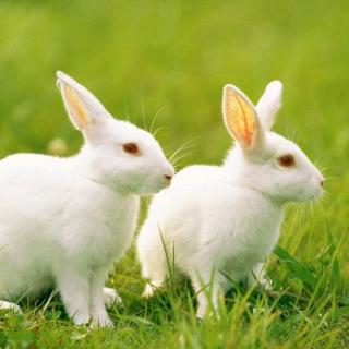 《兔子的友谊》主播：谢丹