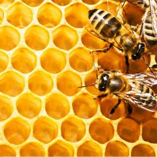2.1蜂群思维——蜜蜂之道：分布式管理