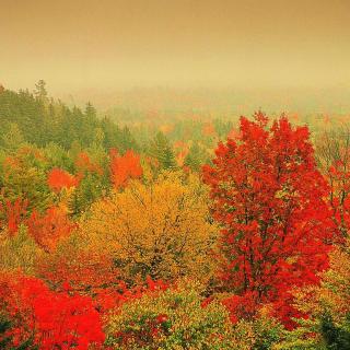用镜头拍摄秋季红叶之美