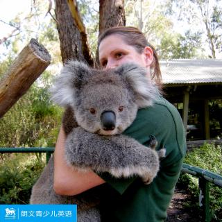 【NO.1】朗文青少儿英语频道第一期——Q animals in Australia—澳洲萌物