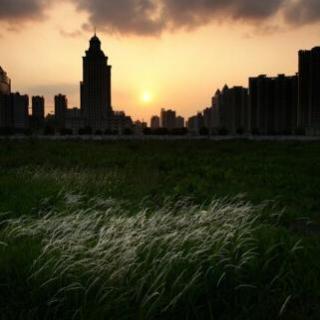 9.2“冒出”的生态圈——城市野草