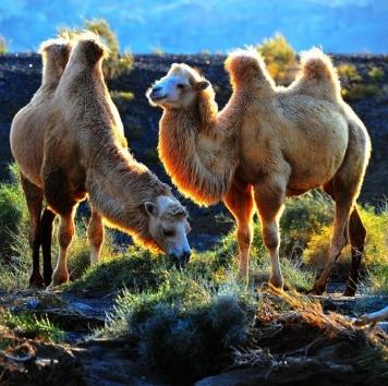 思念母爱,小小白驼羔,仰望苍天呼唤