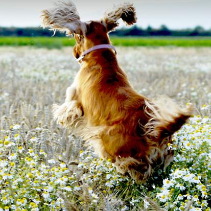 【儿童故事】飞吧,扁尾巴狗