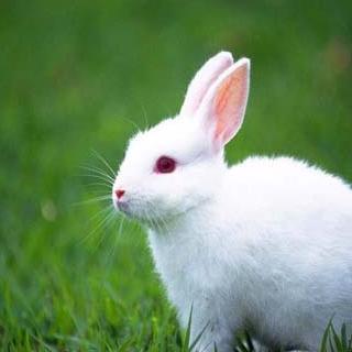 小白兔的眼睛为什么是红色的？