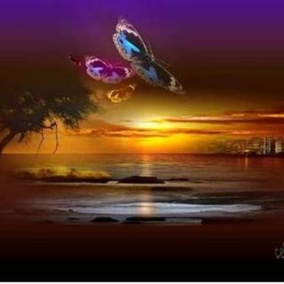 Dusk Till Dawn 15-- Flying Beautiful Butterfly!!! In A Sunny Morning Yang Bing Mix Set