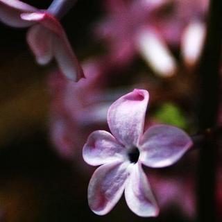 #时光漫谈# 匆匆那年之《一朵丁香花》