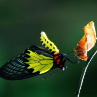 励志小故事：3、不会飞的蝴蝶