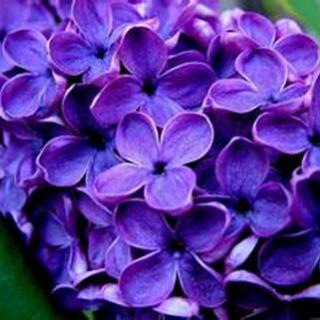 花言花语系列(三)紫色的风信子【主播 荆棘/文 花言】